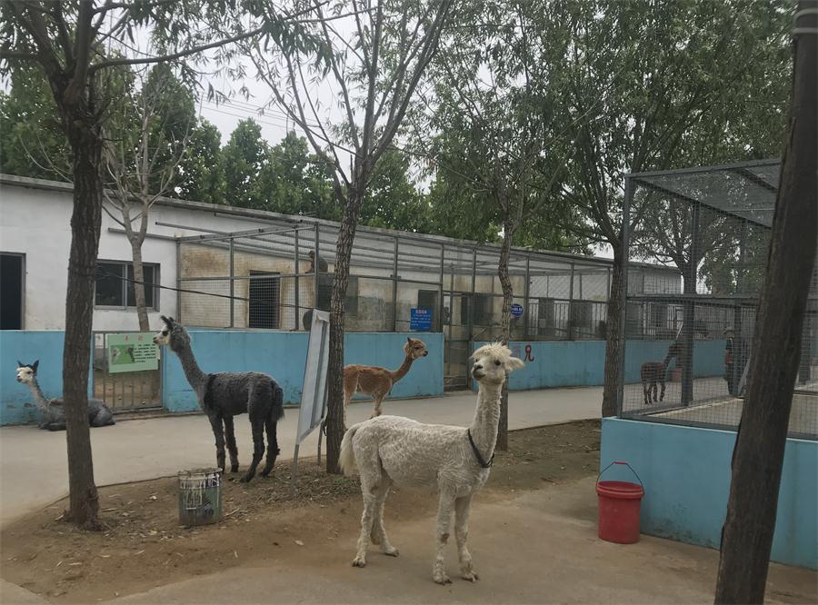 天鵝湖風(fēng)景區(qū)（泰山）速覽！(圖4)