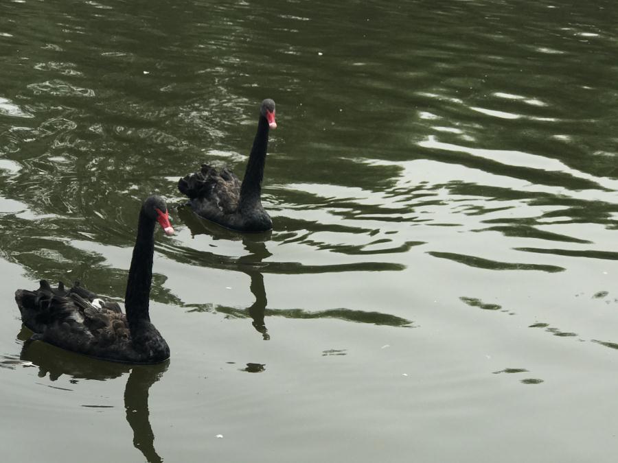 天鵝湖風(fēng)景區(qū)（泰山）速覽！(圖13)