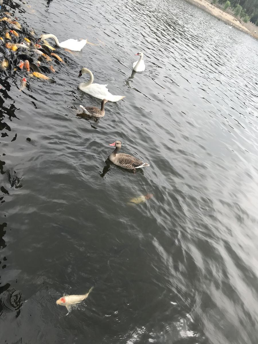 天鵝湖風(fēng)景區(qū)（泰山）速覽！(圖17)