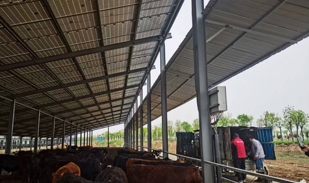 信橋鋼構(gòu)：打卡蒙陰農(nóng)業(yè)溫室大棚、青州黑牛養(yǎng)殖基地！(圖4)